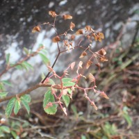 Begonia ulmifolia Willd.